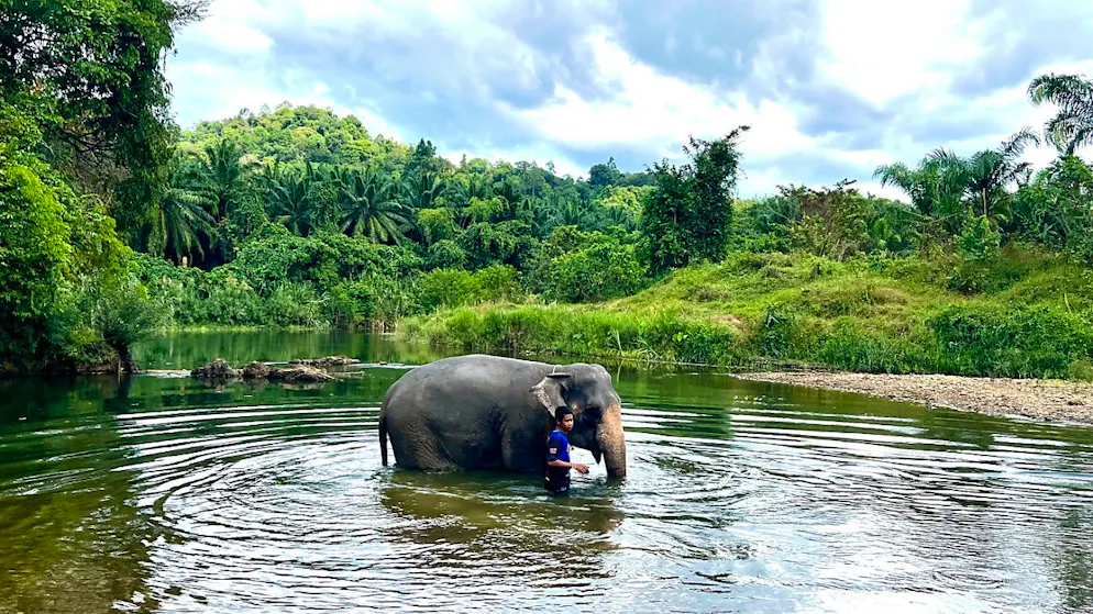 Ein Mahout badet mit seinem Elefanten in einem Elefantencamp im Süden von Thailand in der Nähe von Takua Pa. Foto: Carola Frentzen/dpa/Archivbild