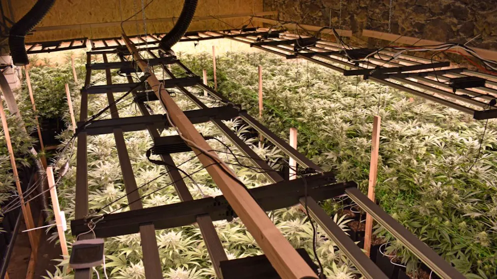 Die Luzerner Polizei hat Ende Oktober 2024 diesen illegalen Hanfanbau in Altwis LU ausgehoben.