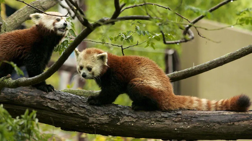 Les pandas roux sont bien plus petits que leurs homonymes noirs et blancs. Leur espèce est gravement menacée (photo symbolique).