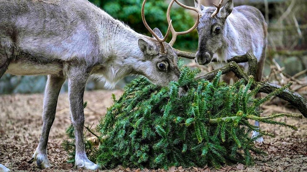 Food authority in Belgium warns against eating Christmas trees - Gallery. Reindeer at Berlin Zoo eat an unused Christmas tree. However, according to a warning from the Belgian food authority, humans should not eat Christmas trees.