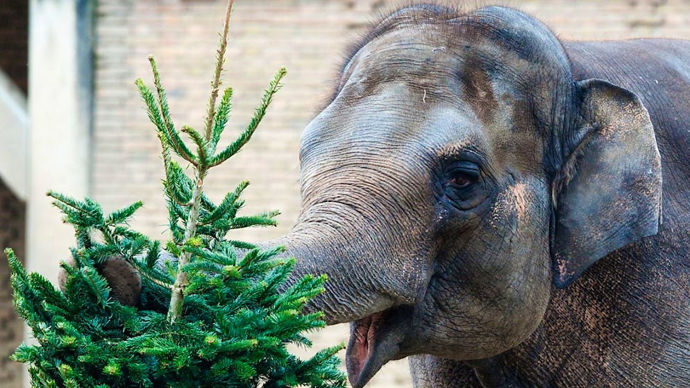 Lebensmittelbehörde in Belgien warnt vor Essen von Weihnachtsbäumen - Gallery. Auch Elefanten im Berliner Zoo lassen sich ungebrauchte, nicht gespritzte Weihnachtsbäume schmecken.
