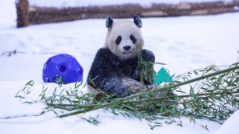 Tempesta invernale. Piccoli di panda gigante giocano nella neve allo zoo di Washington, ecco il video