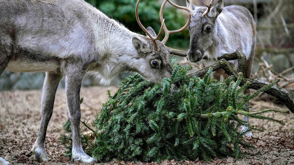 Lebensmittelbehörde in Belgien warnt vor Essen von Weihnachtsbäumen - Gallery. Rentiere im Berliner Zoo fressen einen ungenutzten Weihnachtsbaum. Laut einer Warnung der belgischen Lebensmittelbehörde sollen Menschen jedoch keine Weihnachtsbäume verzehren.