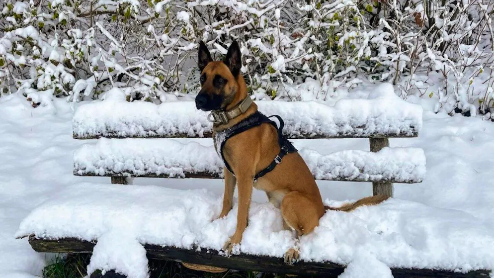 Diensthund "Tyron" von der Stadtpolizei Baden hat am Mittwochmorgen in Baden AG einen Einbrecher aufgespürt.