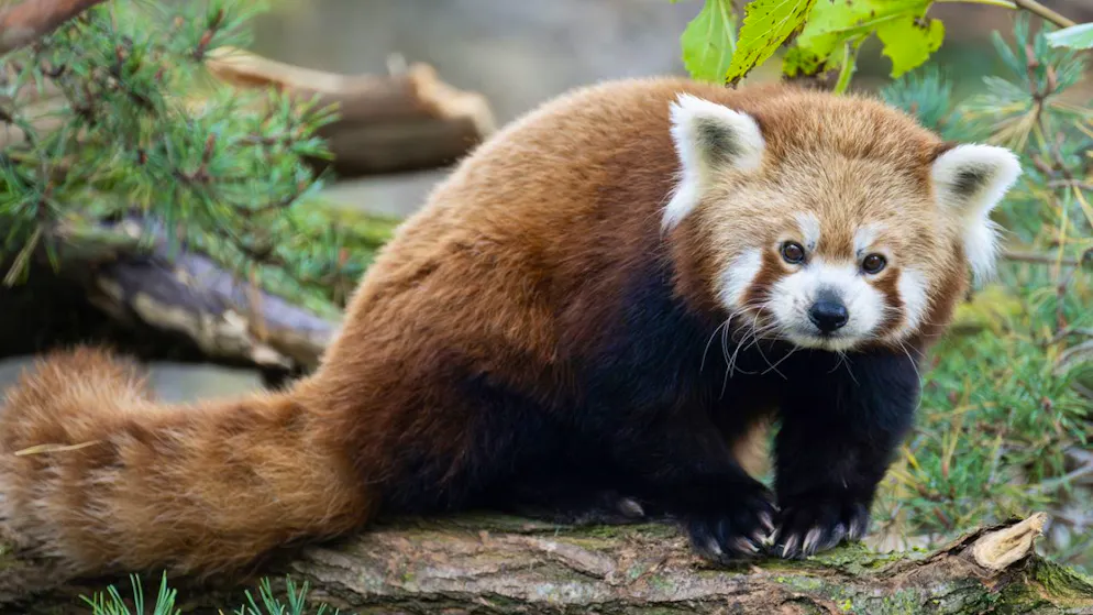 I panda rossi (Ailuridae) sono più piccoli dei più noti panda bianchi e neri. La loro pelliccia è rossastra e ricorda quella delle volpi. (Foto d'archivio)