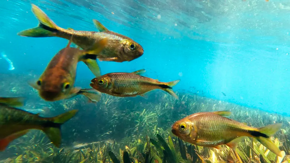 Ein Forschungsteam warnt vor einem massiven Verlust der Artenvielfalt in Flüssen, Seen und anderen Süsswasserlebensräumen.