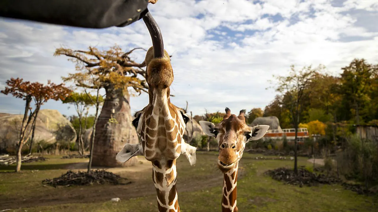 Wissen. Laut Zürcher Forschern sollten Zoos überzählige Tiere gezielt töten