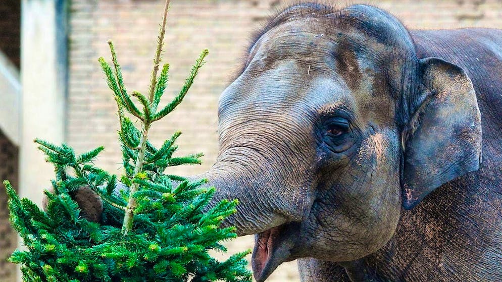 Food authority in Belgium warns against eating Christmas trees - Gallery. Elephants at Berlin Zoo also enjoy unused, unsprayed Christmas trees.