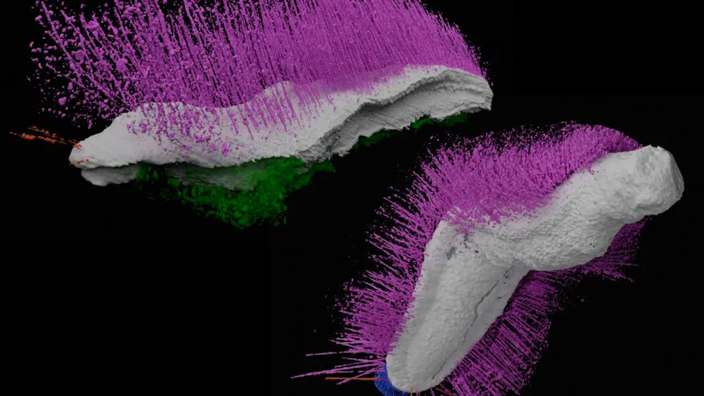 Gli scienziati hanno chiamato i due fossili scoperti in Inghilterra "Punk ferox" e "Emo vorticaudum".