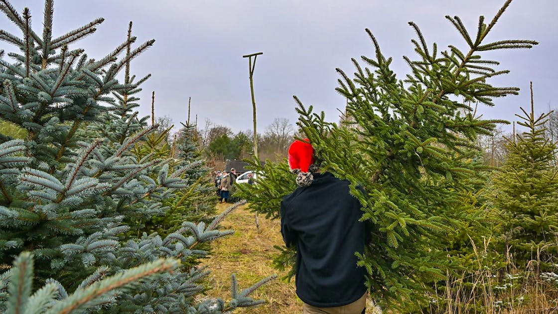 Gesundheit Schweden: Verzehr von Nadeln junger Weihnachtsbäume ist sicher