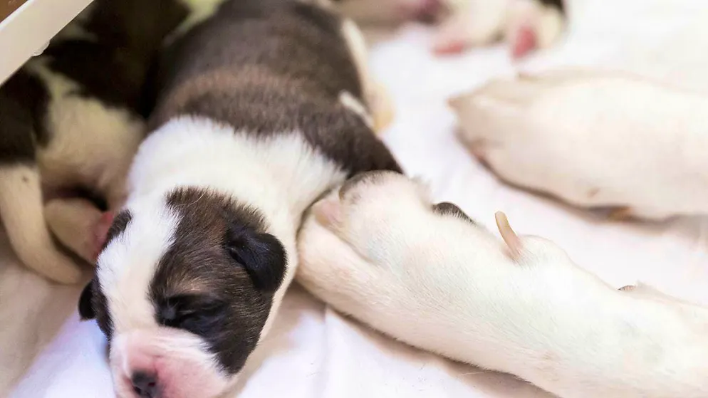 16 St. Bernard puppies have been born at the Fondation Barry in Martigny VS. (archive picture)
