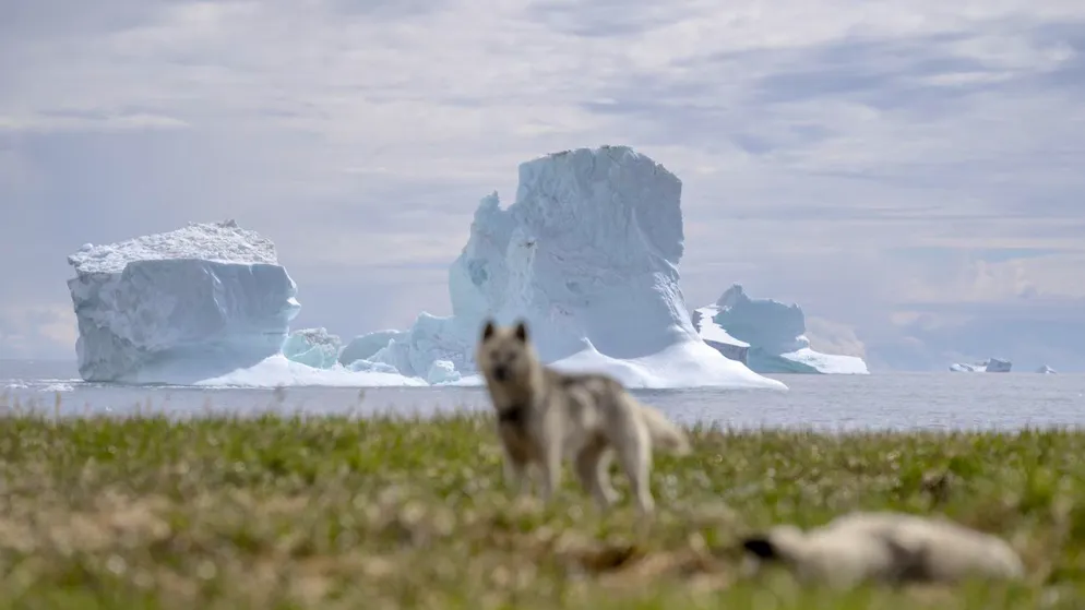 Traum vom eigenen Staat: Schlittenhunde bei Qeqertarsuaq in Grönland.