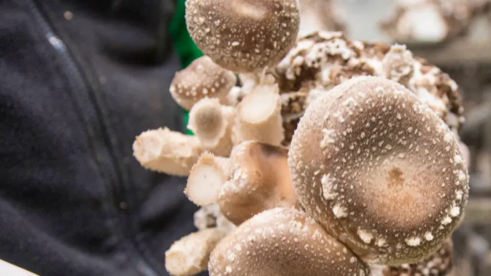 I funghi shiitake sono considerati una prelibatezza (foto d'archivio).