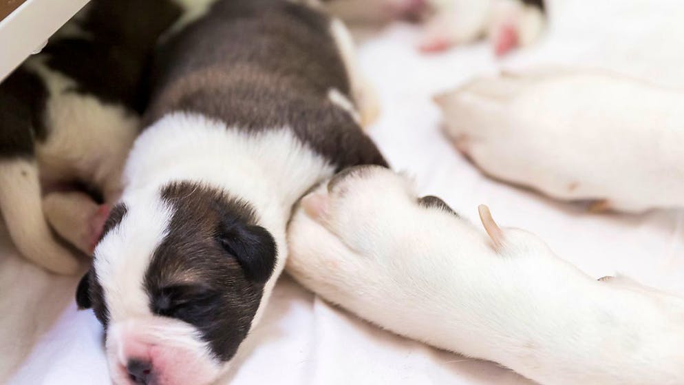 In der Fondation Barry in Martigny VS sind 16 Bernhardiner-Welpen zur Welt gekommen. (Archivbild)
