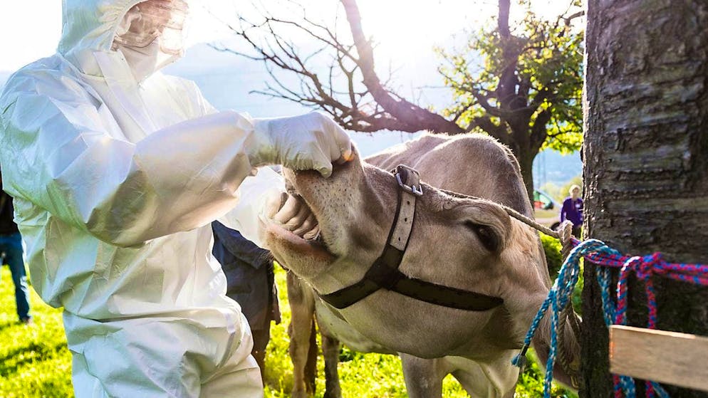 Civil defense forces in Switzerland regularly practice how to deal with foot-and-mouth disease during epidemic drills. (archive picture)