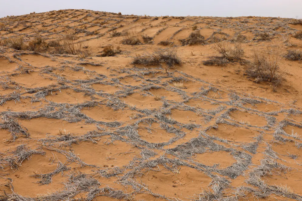 So entsteht die Great Green Wall in China. Von Hand werden auf riesigen Flächen quadratische Gitter aus Gräsern angelegt.  Sie sollen verhindern, dass der Sand weggeweht wird. In dieses Gitterraster werden dann die Bäume gepflanzt.