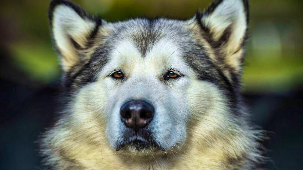 The Alaskan Malamute is one of the oldest sled dog breeds in the Arctic.
