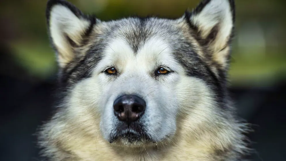Der Alaskan Malamute ist eine der ältesten Schlittenhund-Rassen der Arktis.