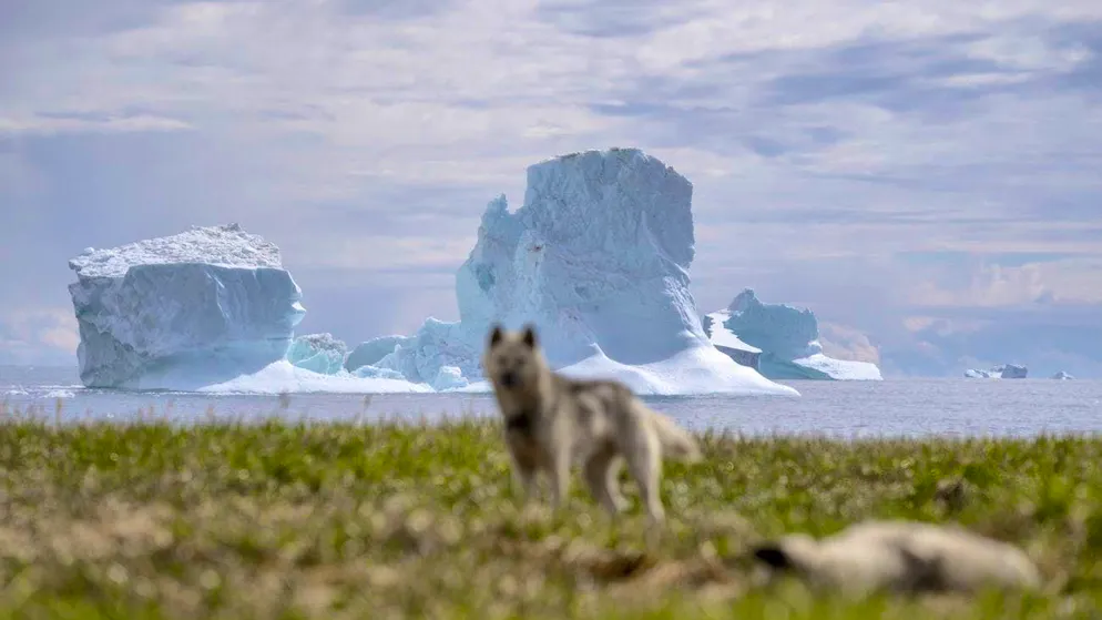 Dream of their own state: sled dogs near Qeqertarsuaq in Greenland.