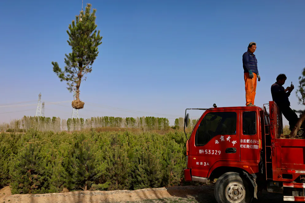 So entsteht die Great Green Wall in China. Aus vielen Bäumen formt sich der grüne Gürtel, der die Menschen vor Sand und Verwüstung schützen soll. In den letzten vier Jahrzehnten hat das Baumpflanzprogramm des «Three-North Shelter Forest Programm» dazu beigetragen, dass ein Viertel der Fläche Chinas bewaldet ist. 1949 waren es nur 10 Prozent.