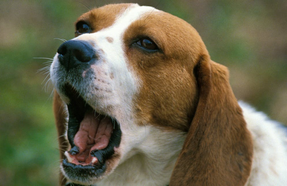 Un nouveau type de maladie, appelé syndrome du loup-garou, touche les chiens dans toute l'Europe, y compris en Suisse. (image d'illustration)