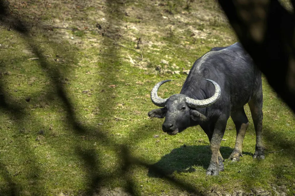 D'origine virale, il s'agit de l'une des maladies animales les plus contagieuses. De ce fait, elle peut entraîner des pertes économiques importantes (archives).