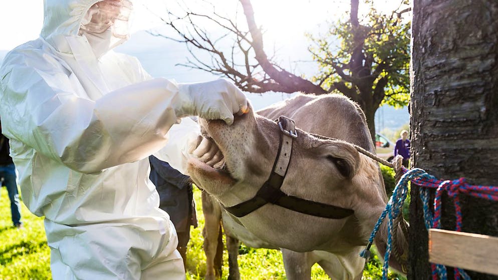 Bei Seuchenwehrübungen üben Zivilschützer in der Schweiz regelmässig den Umgang mit der Maul- und Klauenseuche. (Archivbild)