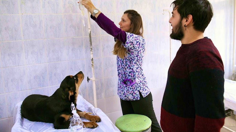 Recently, there have been an increasing number of reports of dogs with severe neurological disorders. The symptoms may be signs of poisoning - chewing products from China are suspected. (archive picture)