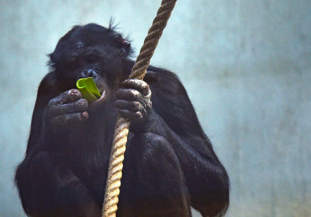 Die Affen waren zum Zeitpunkt der Landung in den Innenräumen der Anlage eingeschlossen. (Archivbild)