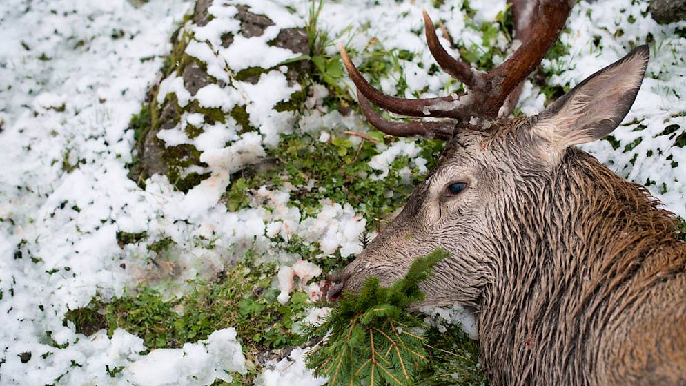 Durante il periodo di caccia 2024 nei Grigioni sono stati abbattuti 4877 cervi. (immagine d'archivio)