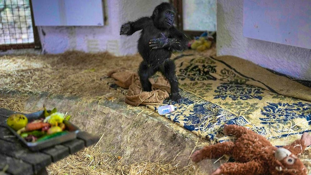 dpatopbilder - Zeytin, a five-month-old gorilla baby rescued at Istanbul airport. Photo: Khalil Hamra/AP/dpa