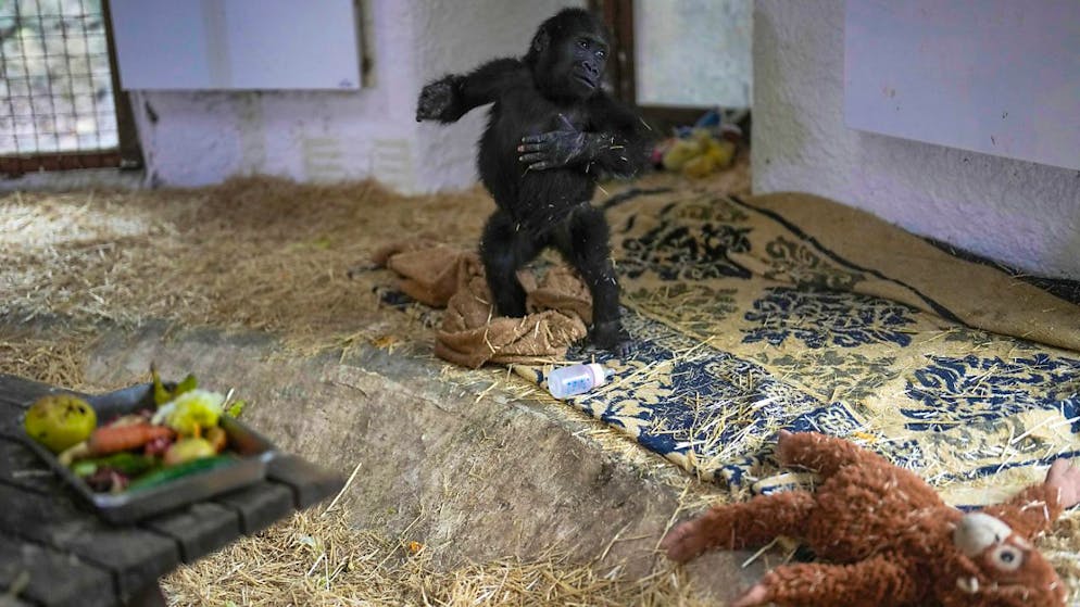 dpatopbilder - Zeytin, ein fünf Monate altes Gorillakind, das am Istanbuler Flughafen gerettet wurde. Foto: Khalil Hamra/AP/dpa
