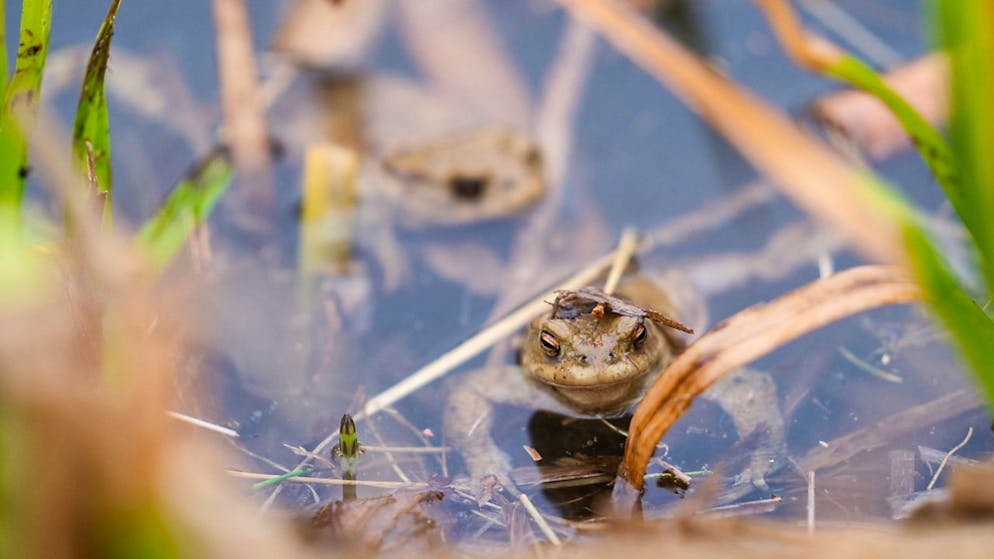 Lausanne va restaurer l'étang du Bourget afin de le rendre plus propice aux amphibiens notamment (photo d'illustration).