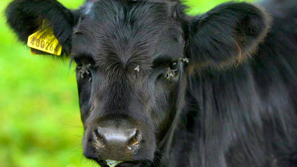 The United Kingdom (Great Britain and Northern Ireland) bans the import of ungulates from Germany due to foot-and-mouth disease. (archive picture)