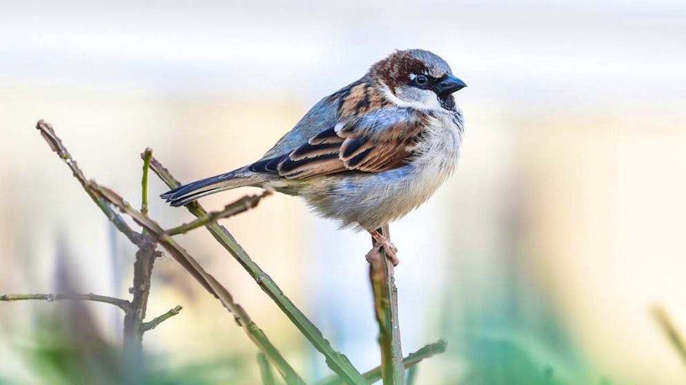 A house sparrow, also known as a sparrow, sits on a stalk. This bird species has been counted over 16,000 times. (archive picture)