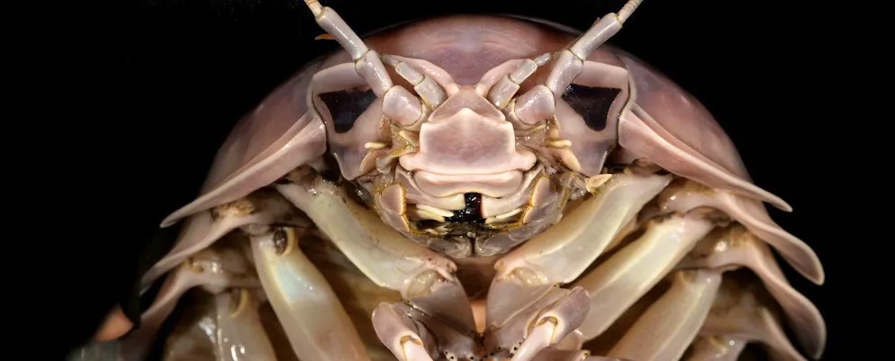 Newly discovered giant isopod named after Darth Vader - Gallery. The newly discovered isopod species is called Bathynomus vaderi - after the Star Wars villain Darth Vader.