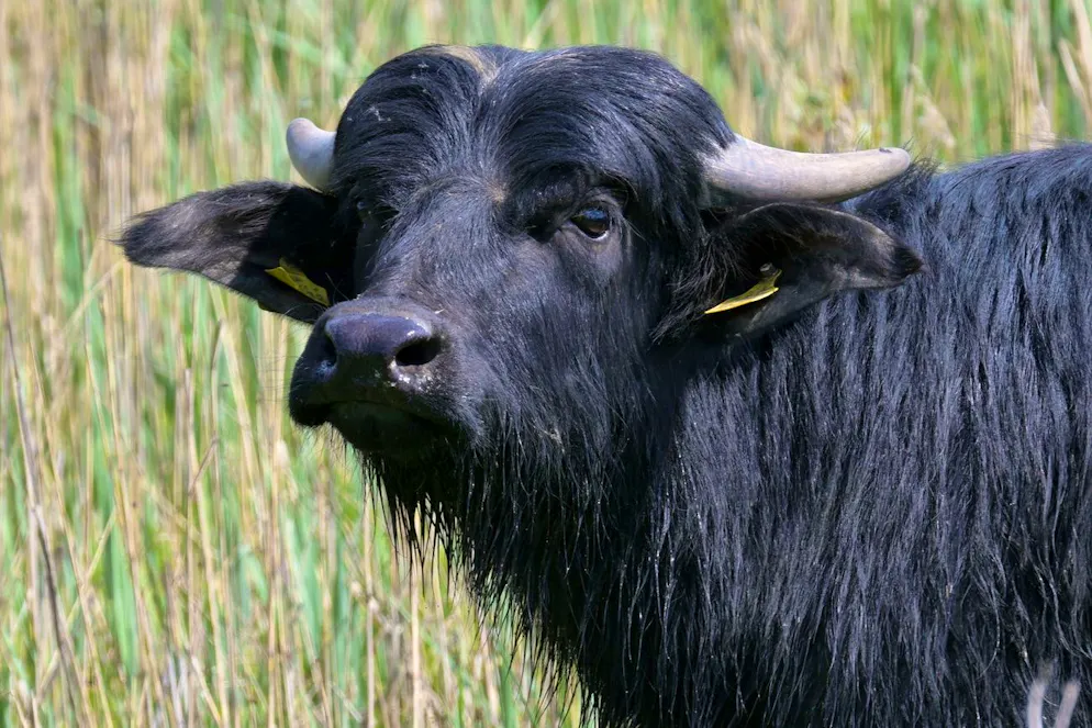 Trois cas de cette épizootie très contagieuse pour les animaux mais inoffensive pour les humains ont été détectés vendredi sur des buffles d'eau près de Berlin, une première dans l'Union européenne depuis 2011. (image symbolique)