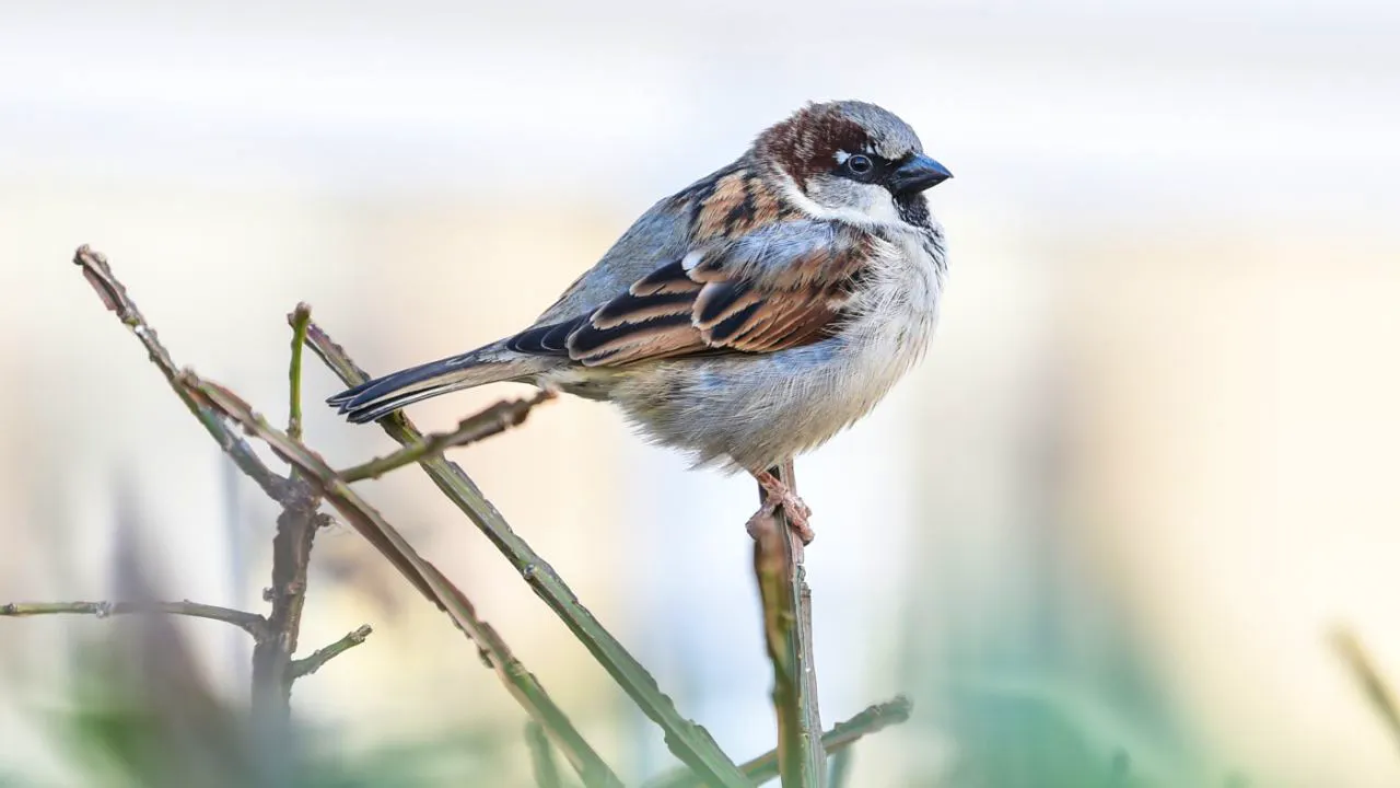 Ornithologie. Rotkehlchen in fast zwei Drittel der Schweizer Gärten gesichtet