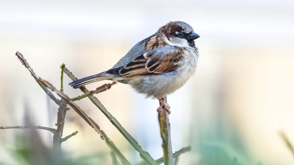 Ein Haussperling, auch Spatz genannt, sitzt auf einem Halm. Diese Vogelart wurde über 16'000 Mal gezählt. (Archivbild)