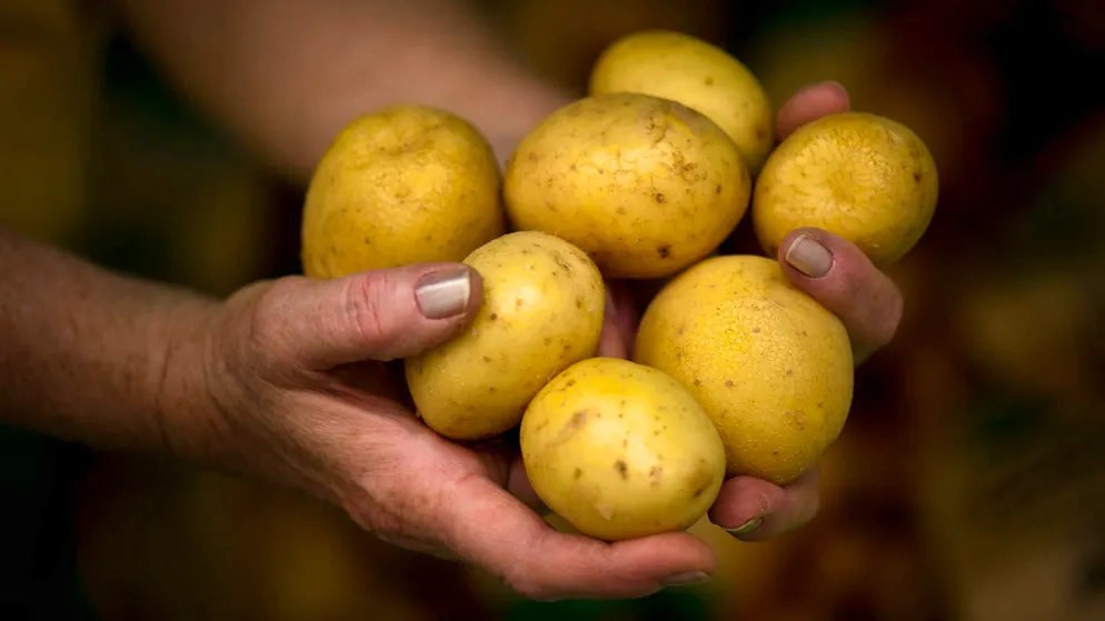 Did you already know? Potato water is a multi-talent. It can be used to make fertilizer or cleaning agents, for example.
