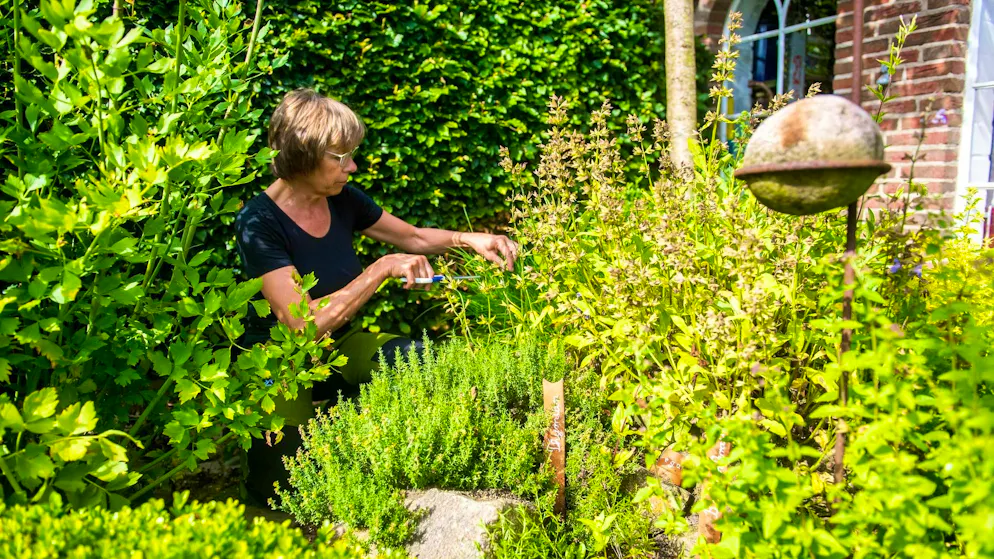 Il vostro giardino può beneficiare dell'acqua di patate.