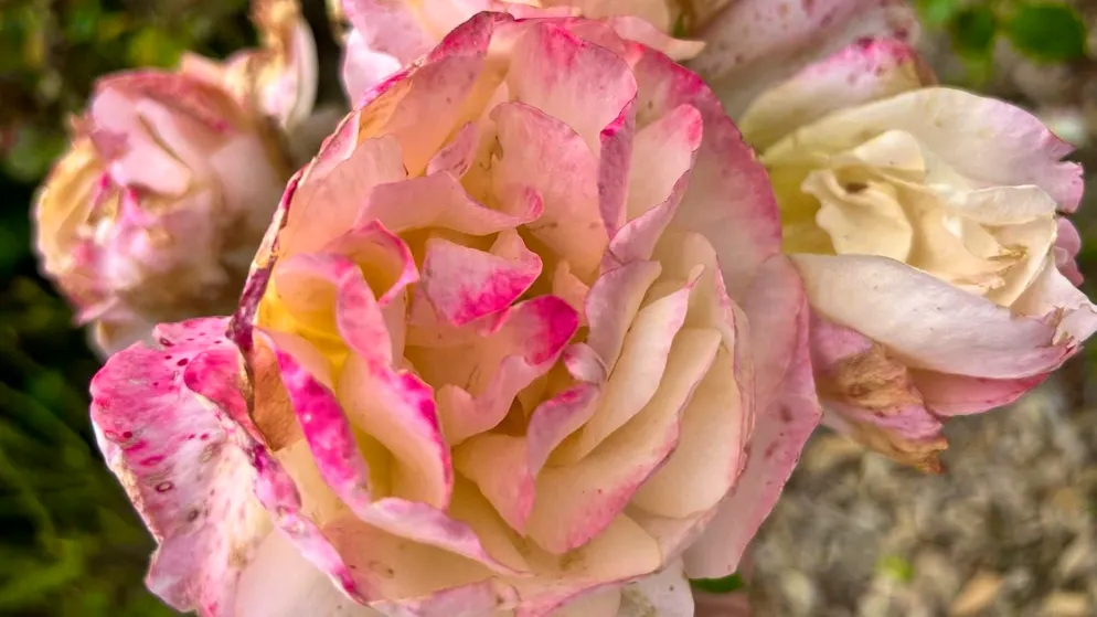 Potato water helps roses in the fight against aphids.
