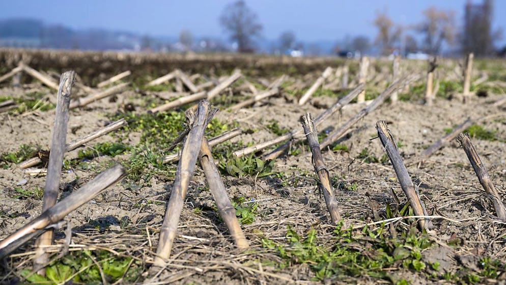 Dürren werden einer neuen Studie zufolge weltweit extremer und häufiger. (Archivbild)