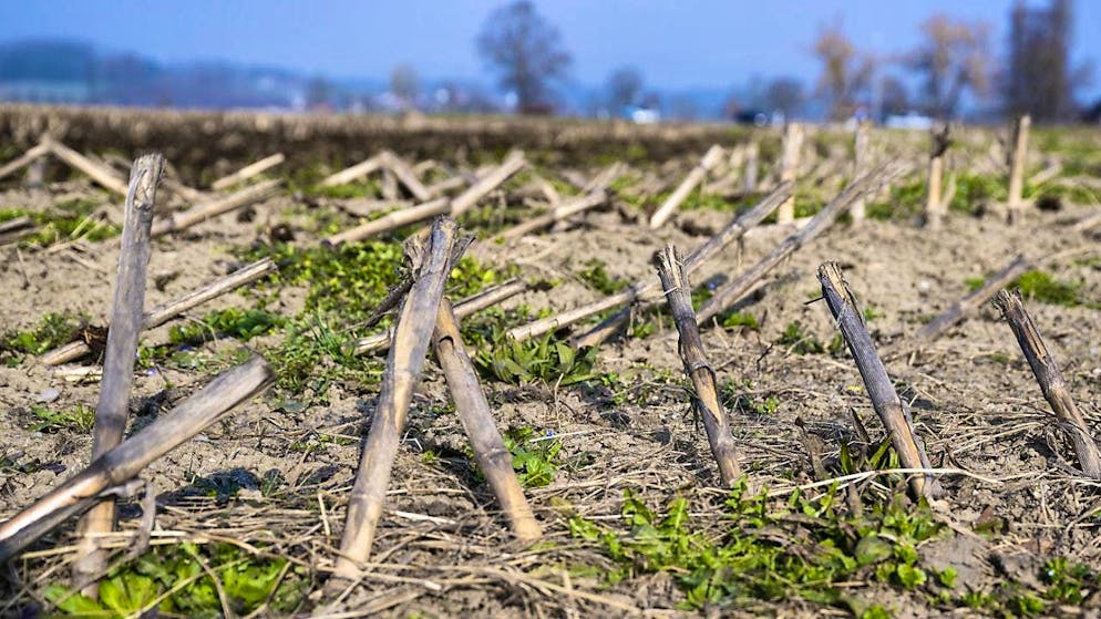 According to a new study, droughts are becoming more extreme and more frequent worldwide. (archive image)