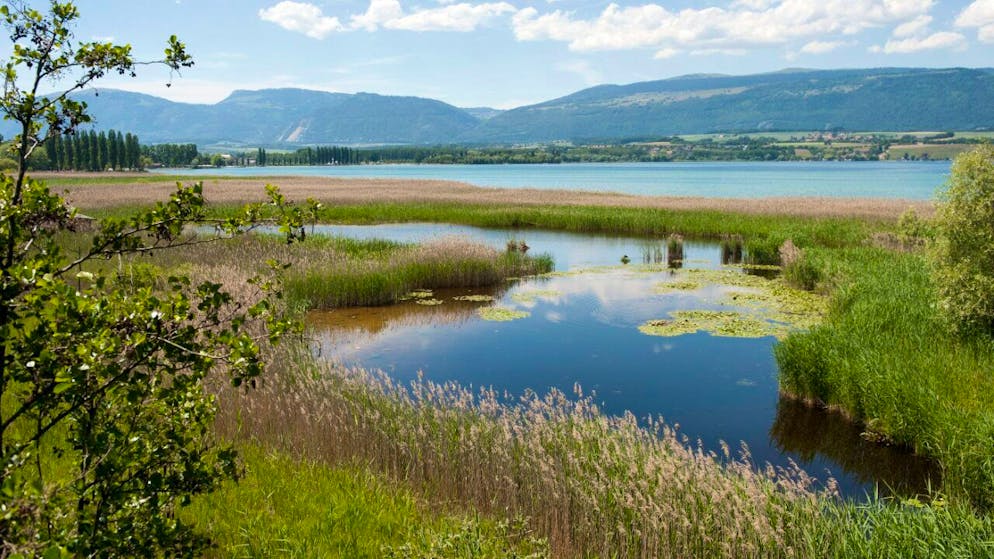 Les propriétaires de chalets dans la réserve de la Grande Cariçaie, qui ont signé un accord avec le canton de Fribourg, disposent d’un an supplémentaire pour la remise en état du terrain (photo d'illustration).