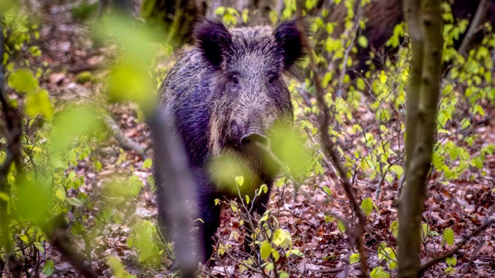 L'agricultrice recueilli et adopté ce marcassin femelle qui s'était réfugié sur sa propriété. Rillette est aujourd'hui une adulte de 100 kg habituée aux humains (image d'illustration).