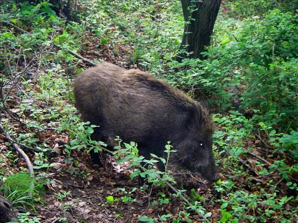 Un cinghiale in libertà nei boschi del Mendrisiotto