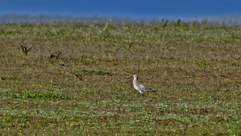 Der Dünnschnabel-Brachvogel gilt als ausgestorben.