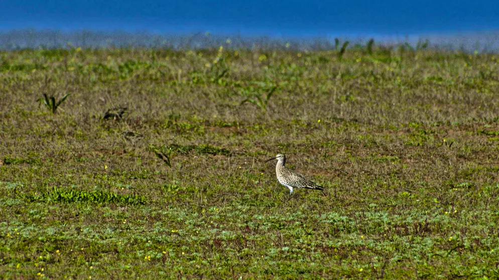 The thin-billed curlew is considered extinct.