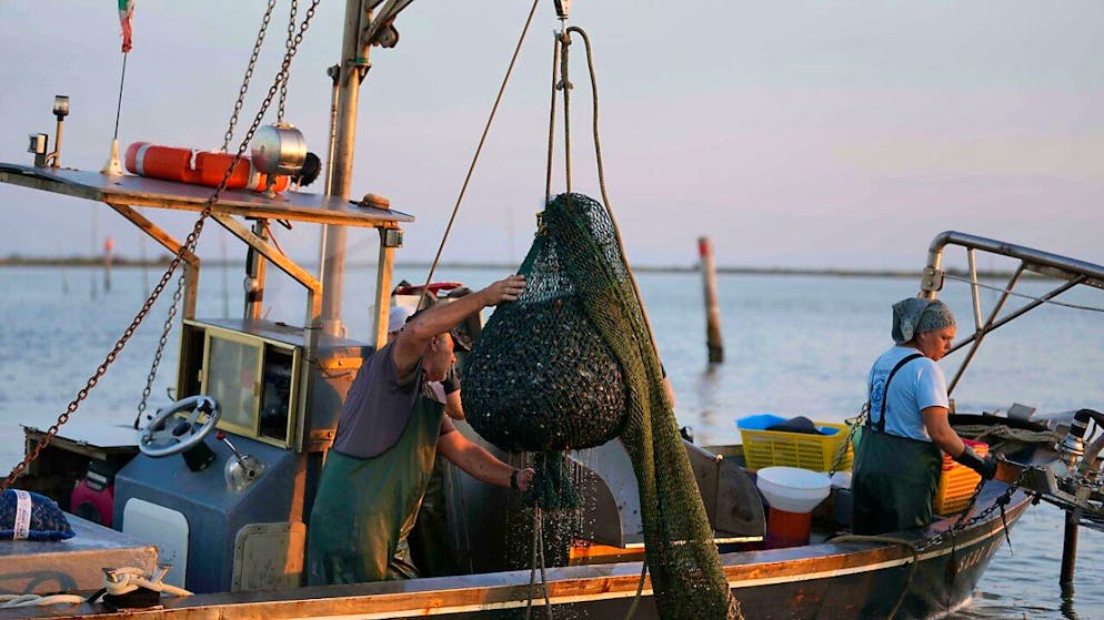 In Italia si cercano soluzioni per i danni provocati dal granchio blu.